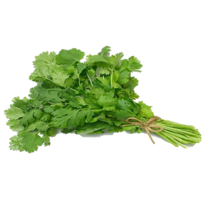 Cilantro