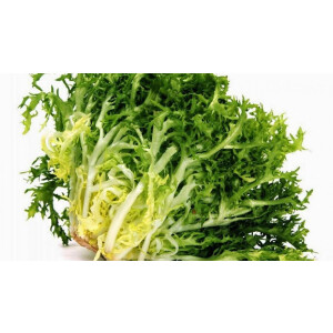 Escarola (Ancha)