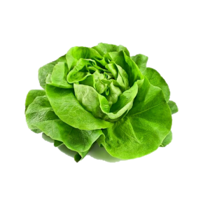 Lechuga Francesa