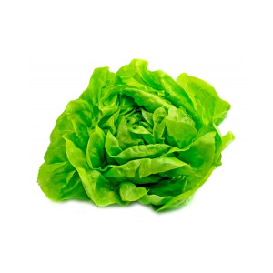 Lechuga Mantecosa