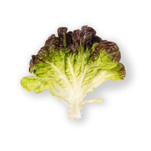Lechuga Morada