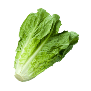 Lechuga Criolla