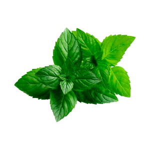 Menta