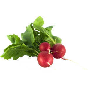 Rabanitos