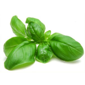 Albahaca