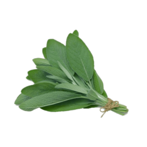 Salvia